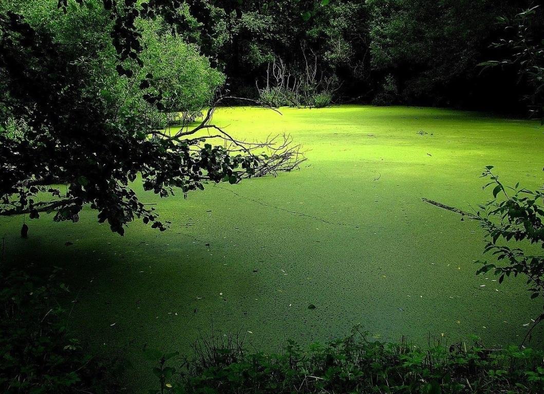 К чему снится зеленая вода. Пруд Ряска Болотная.