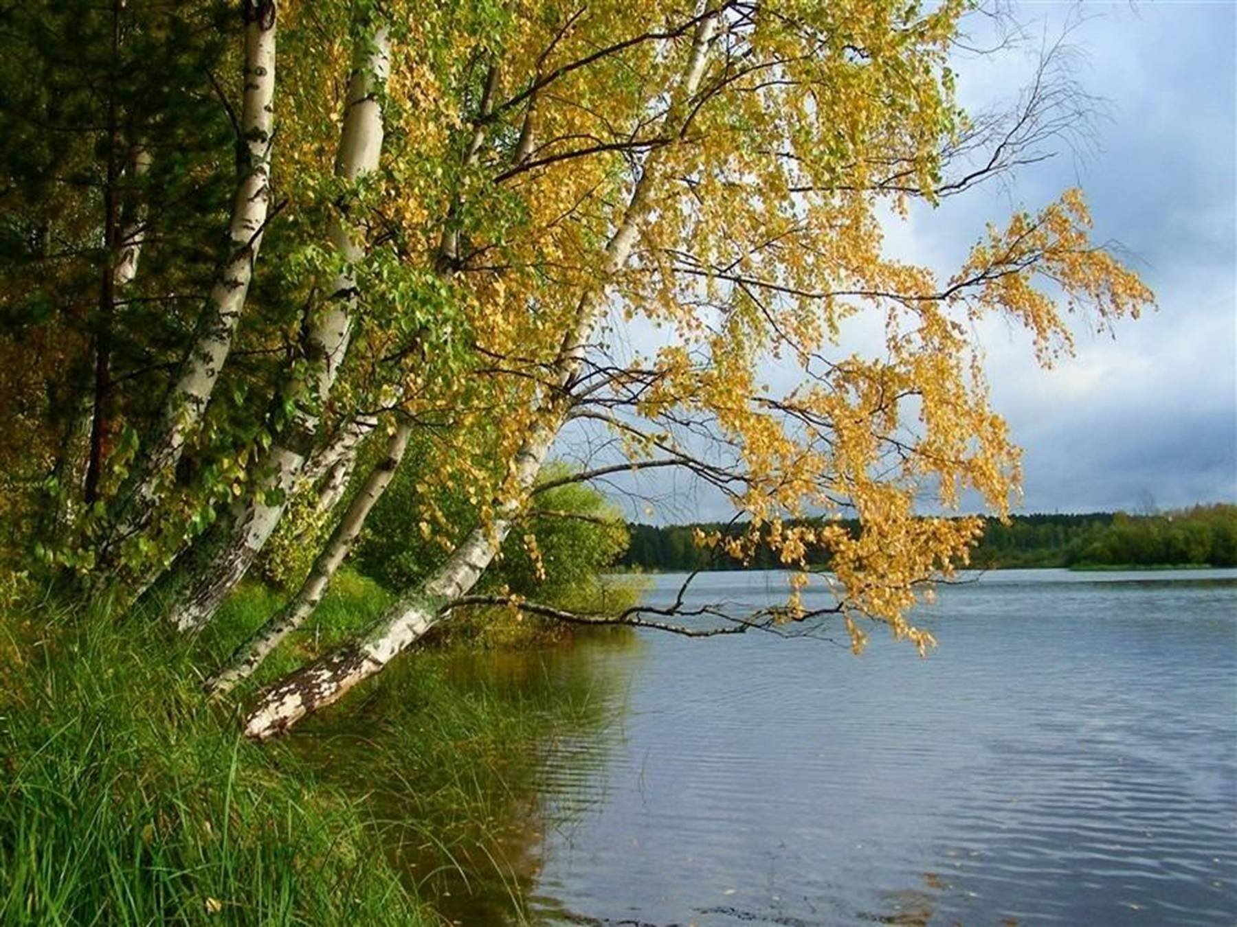 На каждой березке. Волга река Березка. Река Волга природа береза. Река Волга березы. Река Березка рябина.