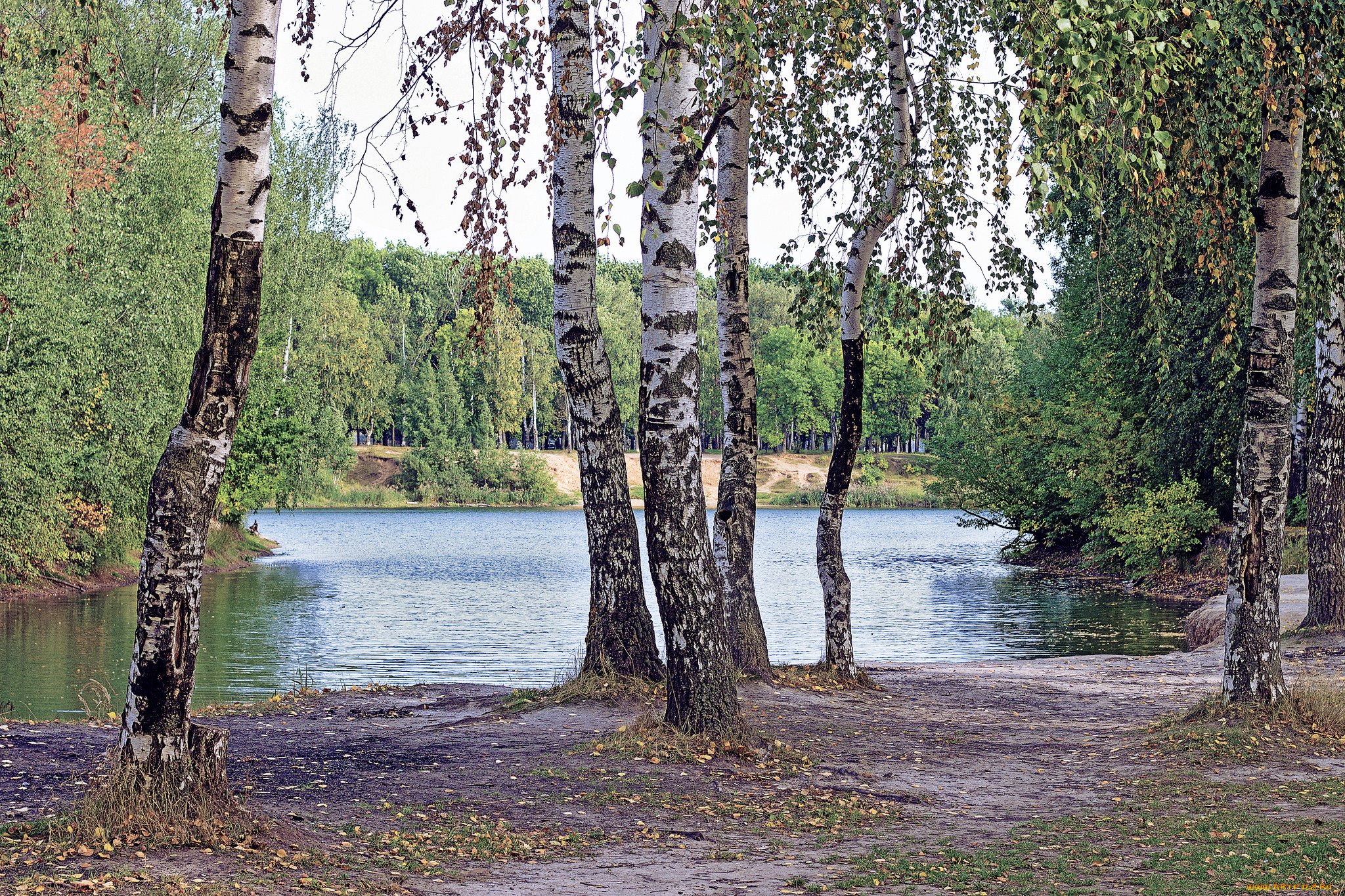 Березки на дону. Река Березка Ивановская область. Береза повислая над рекой. Березовая роща с озером. Пушгоры береза.