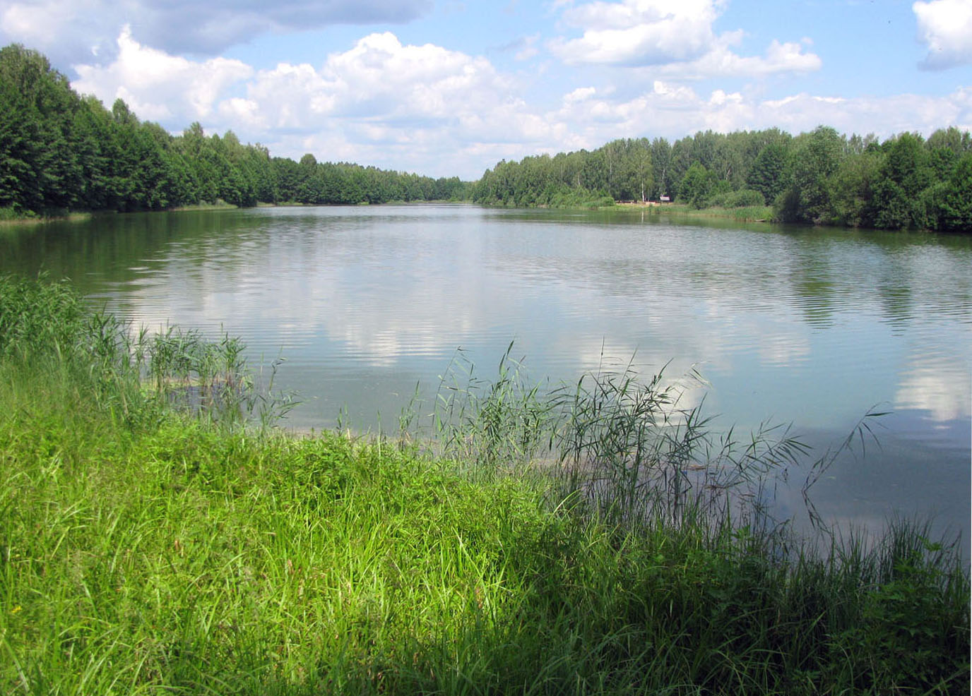 Озеро старая река. Озеро богатое Лиски Воронежской. Пойменные озера старицы. Озеро Старица. Озеро Старицкое рычье.