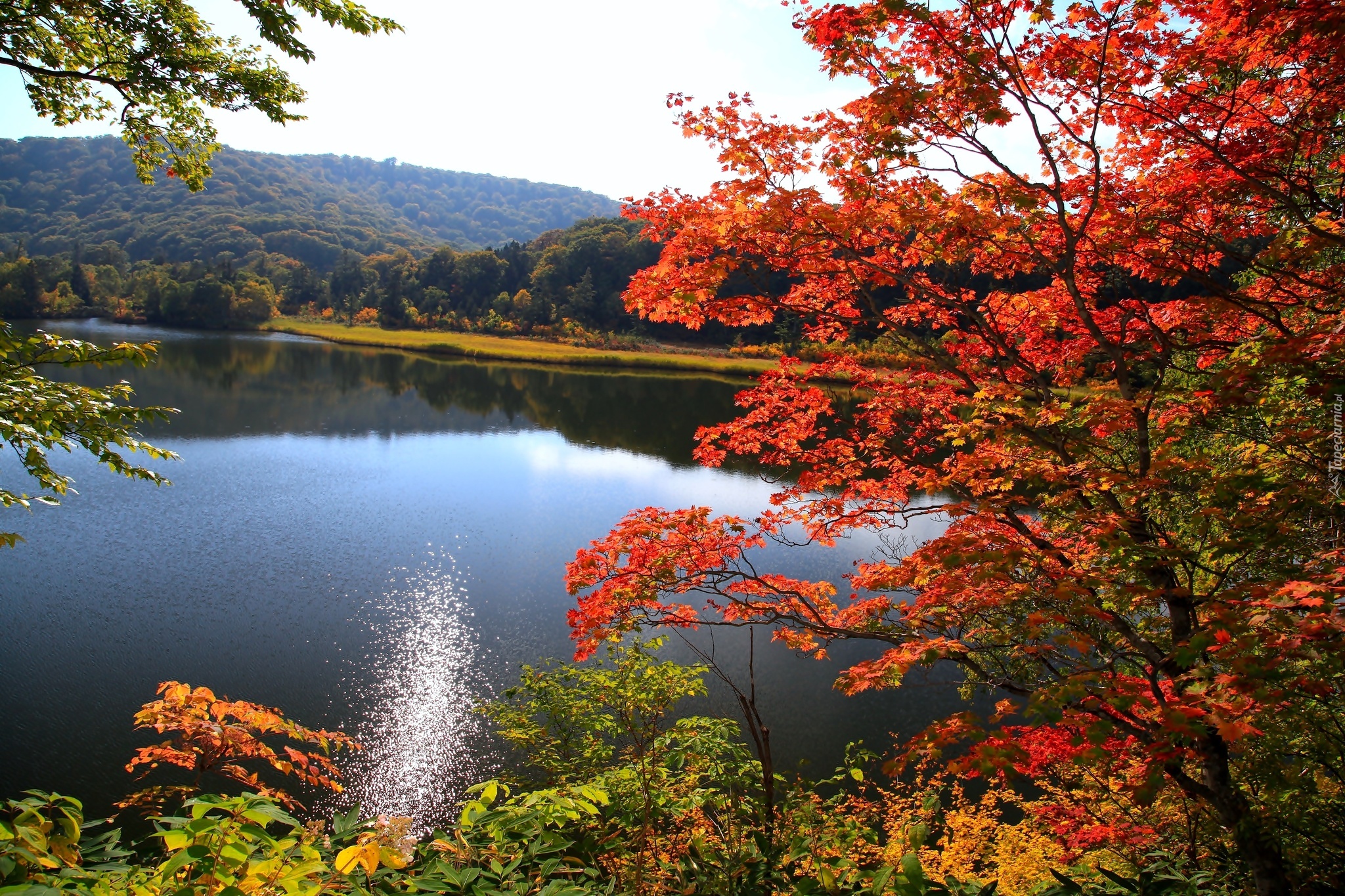 Виды осени. Золотая осень клен лес озеро. Природа осень. Осеннее озеро. Красота осени.