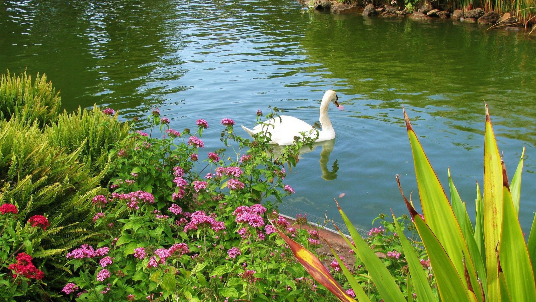 Цветет водоем. Красивые водоемы. Красивый пруд. Лебеди в пруду. Летнее озеро.