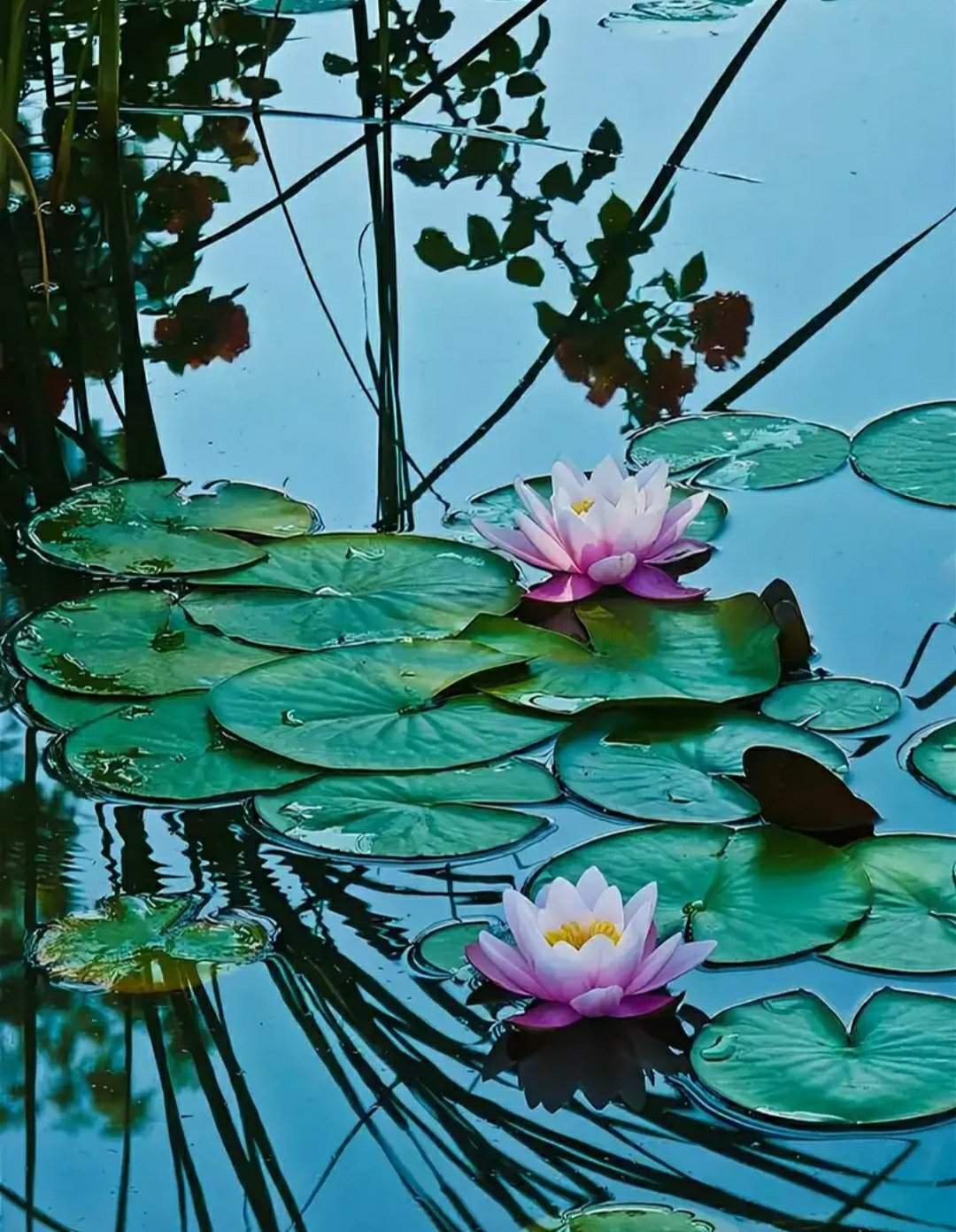 Вода цветы красиво. Нимфея Лотус. Лотос кувшинка кубышка. Кувшинка Лилия Лотос. Нимфея Озерная.