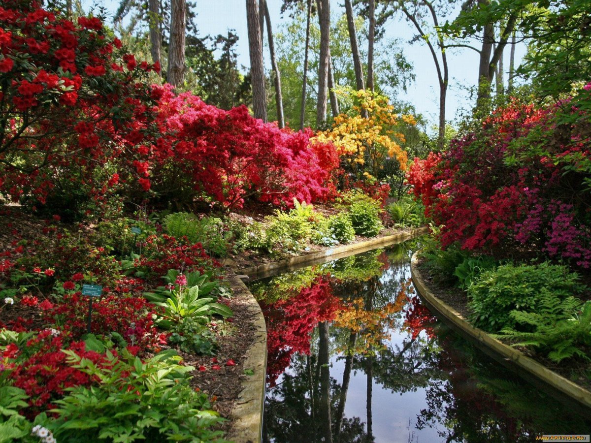 Цветущий Райский сад