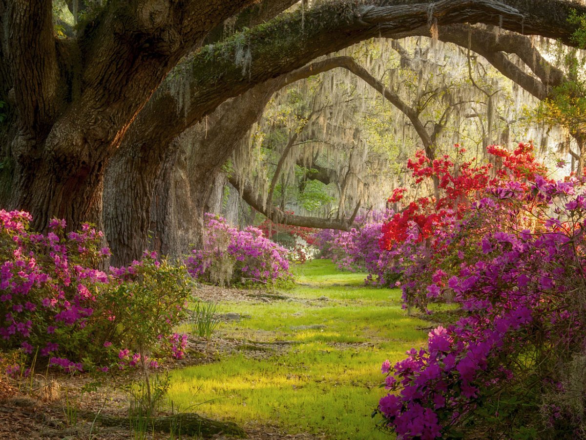 Райский сад цветы