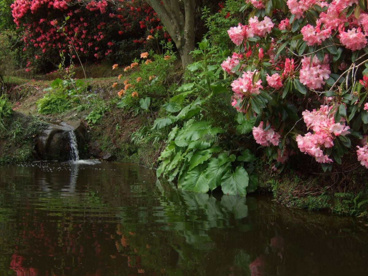 Сад Саутленд новая Зеландия