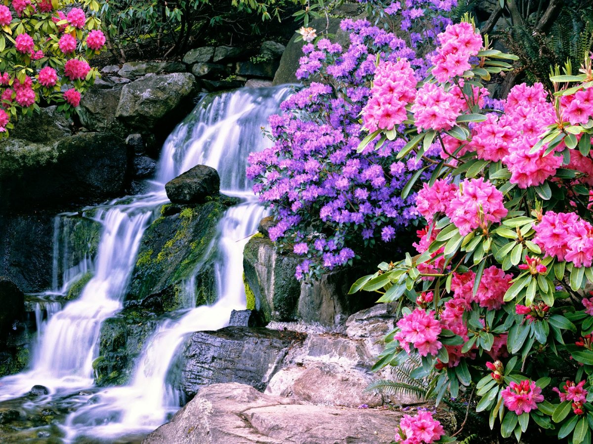 Водопад цветы