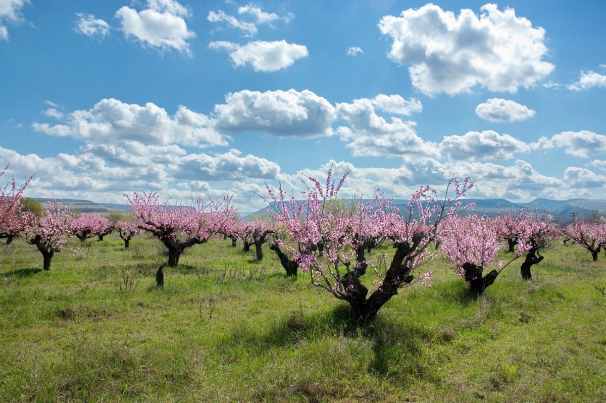 Бахчисарайский персиковый сад