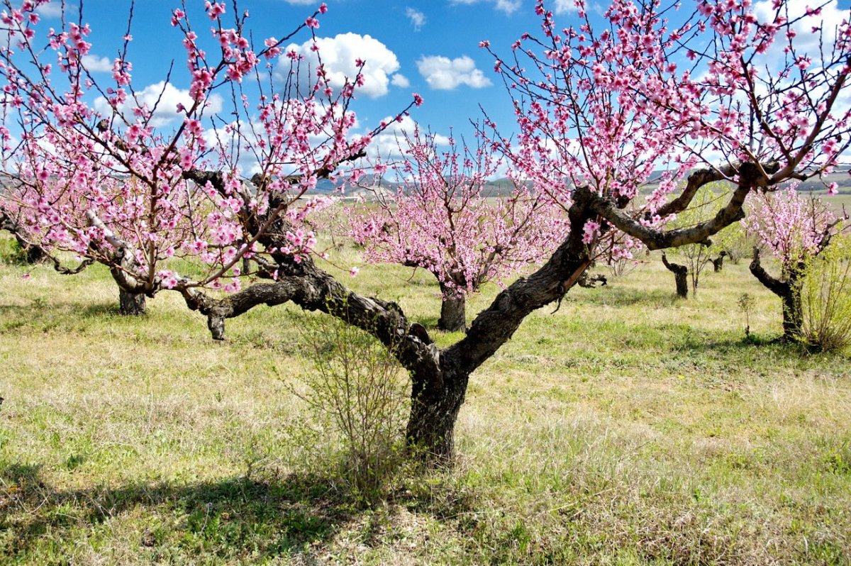 Цветущий миндаль сад Крым