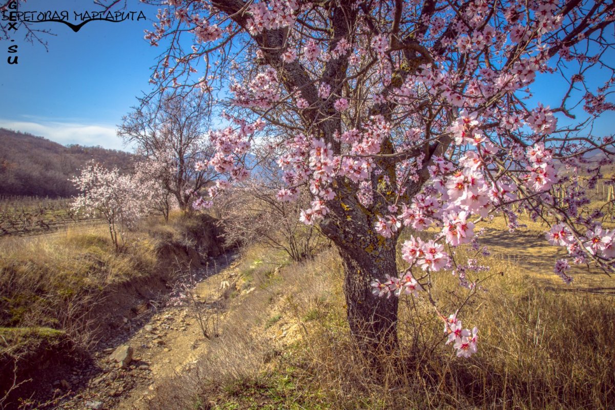 Цветущий миндаль в Крыму