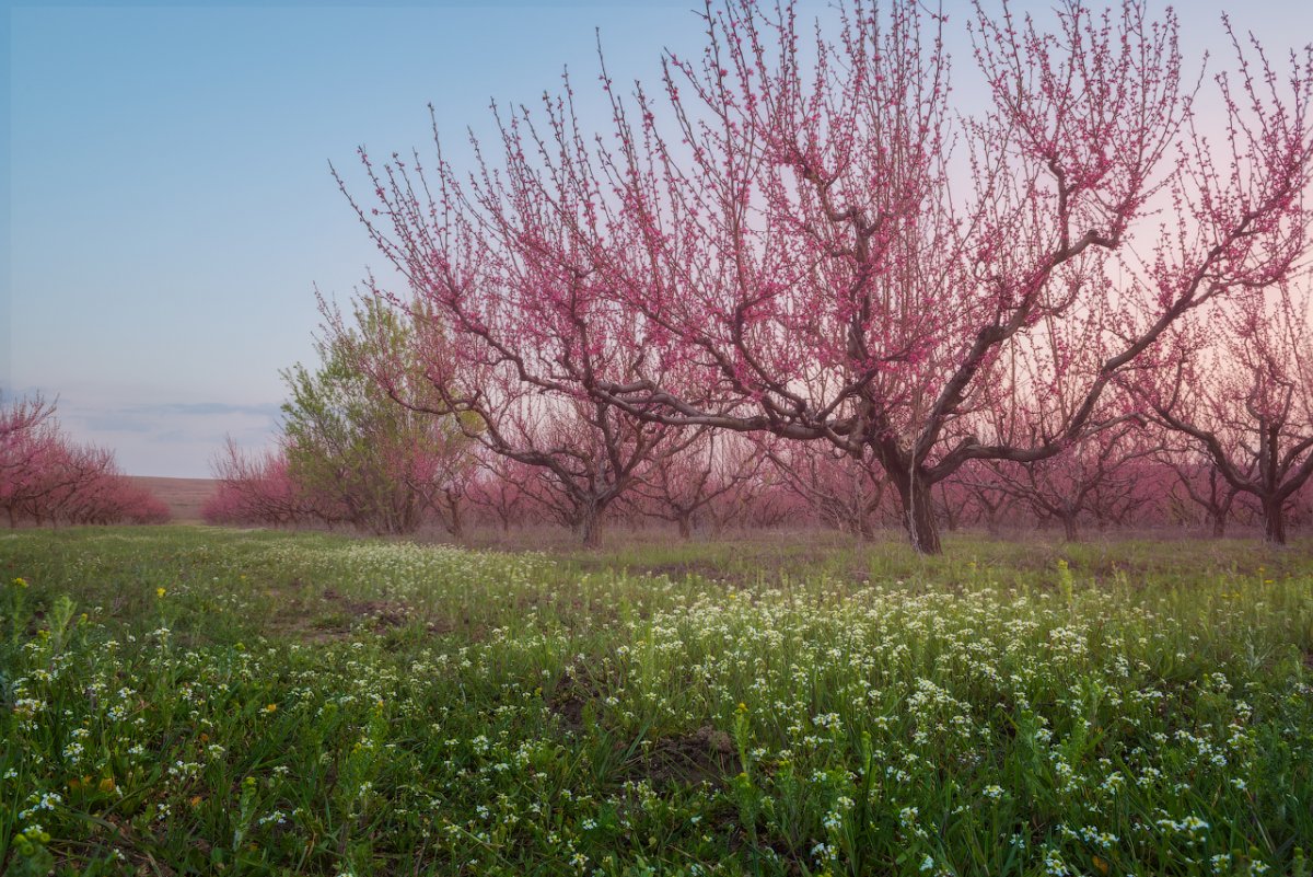 Персиковые сады Бахчисарай