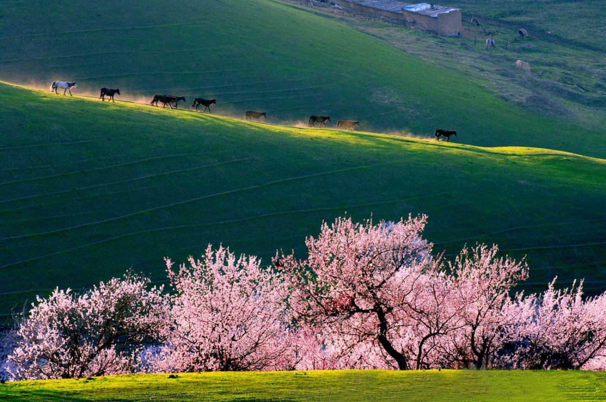 Абрикосовая Долина йили Китай