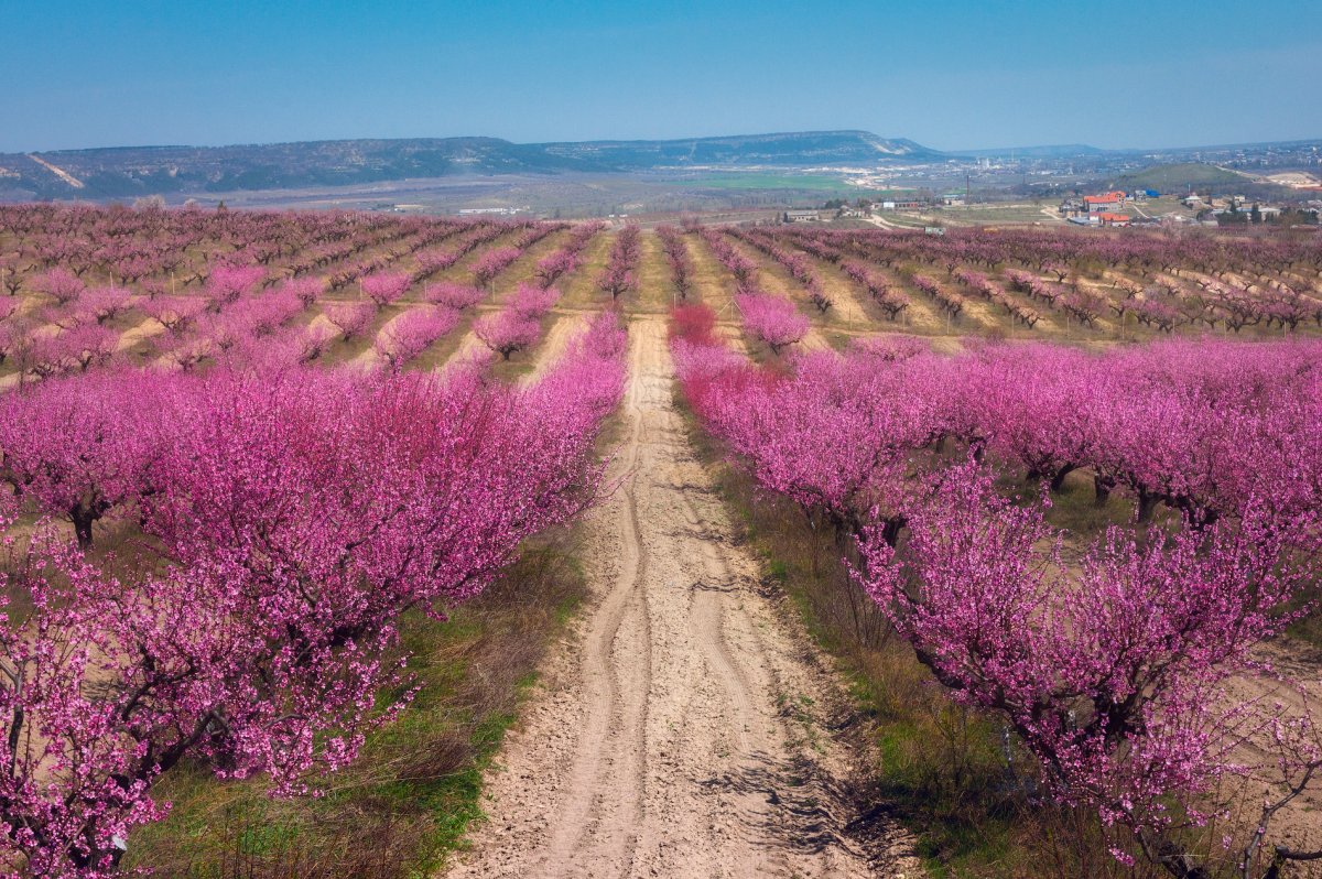 Персиковые сады в Крыму