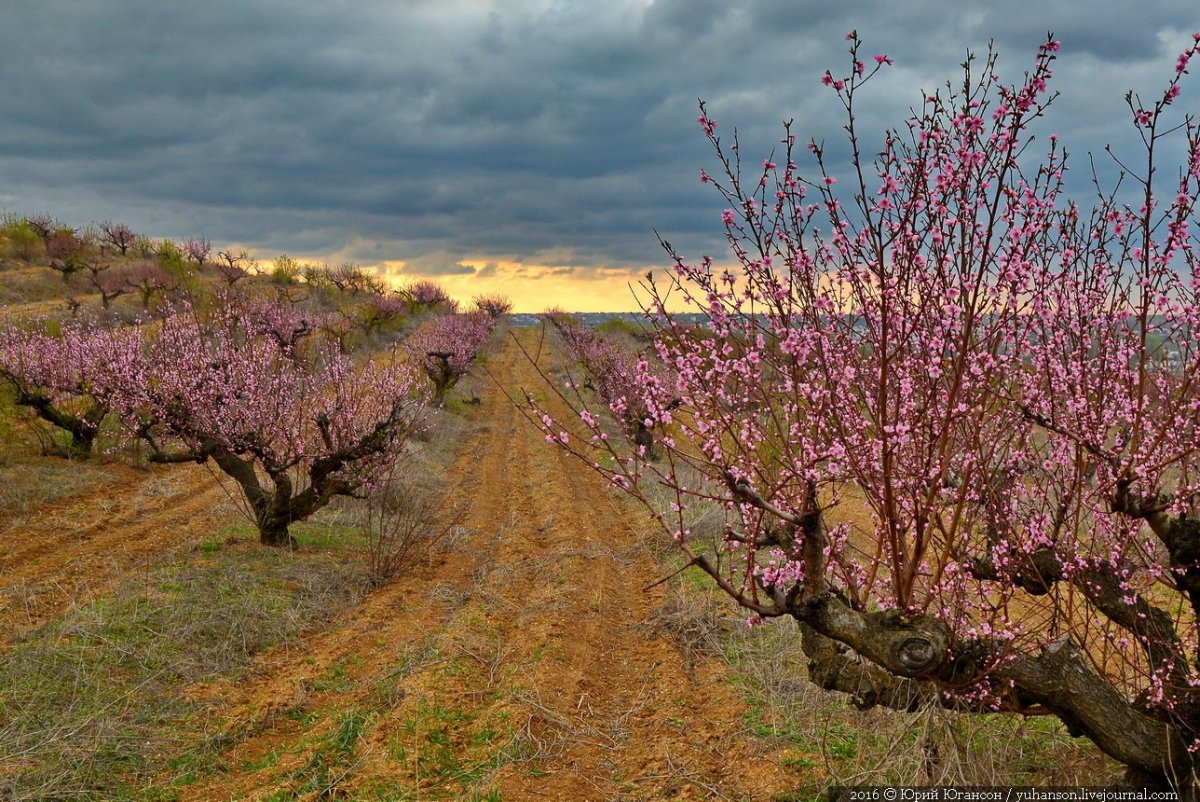 Персиковое дерево цветет Крым