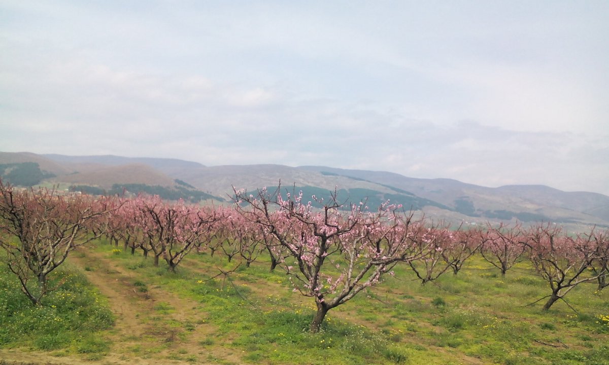 Бахчисарайский персиковый сад