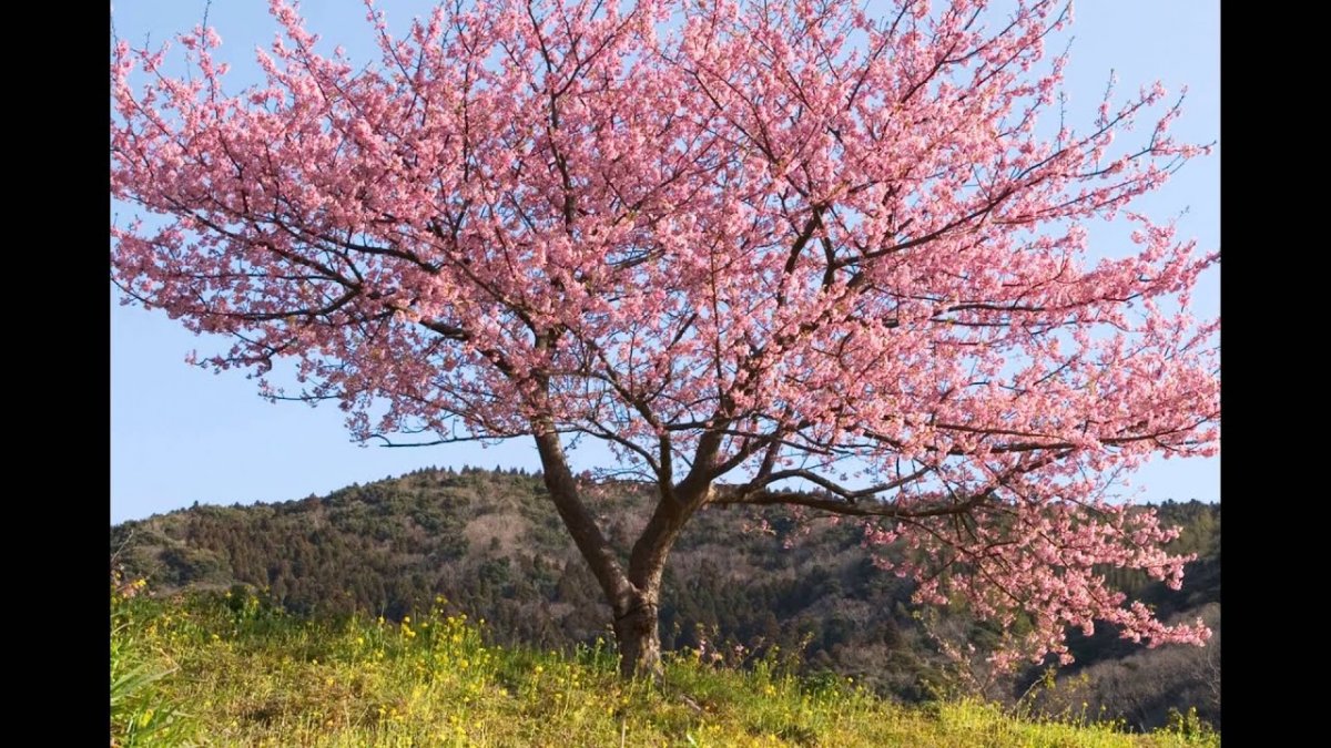 Деревья весной