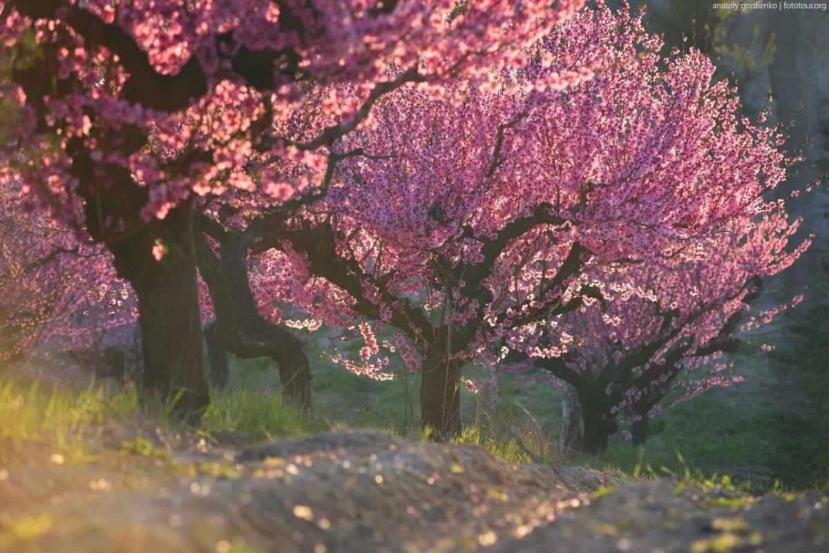 Цветущий персиковый сад