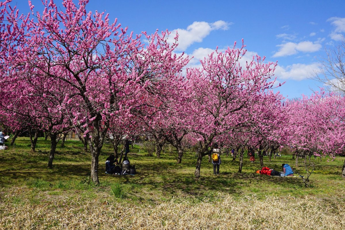 Дерево персик цветение