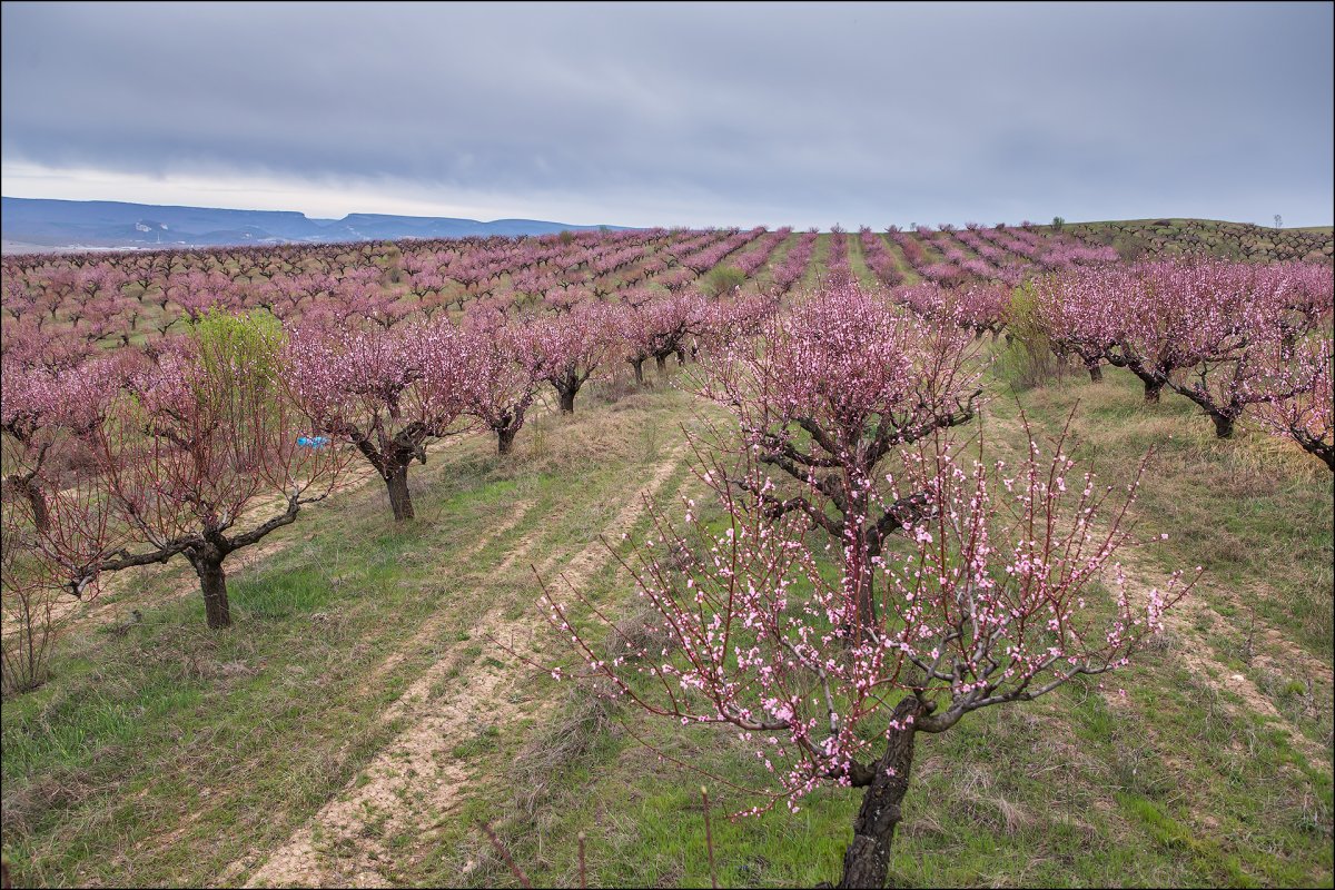 Персиковая плантация в Крыму
