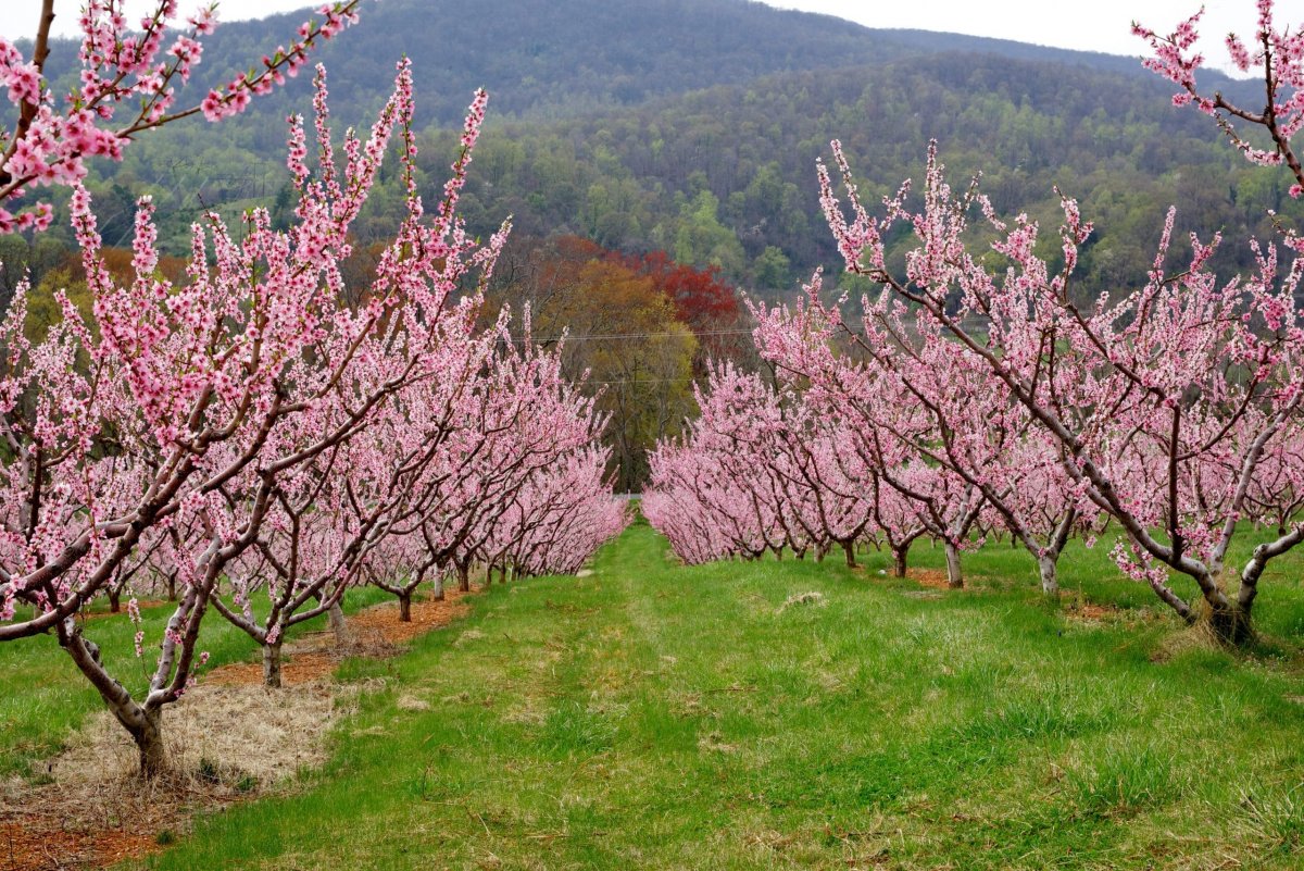 Плодовые китайские сады