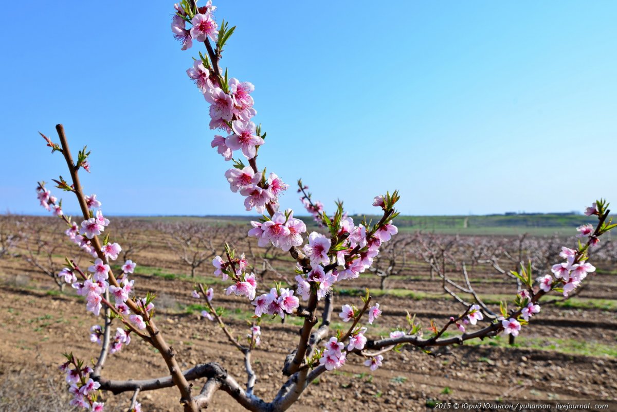 Персиковый сад Дагестан