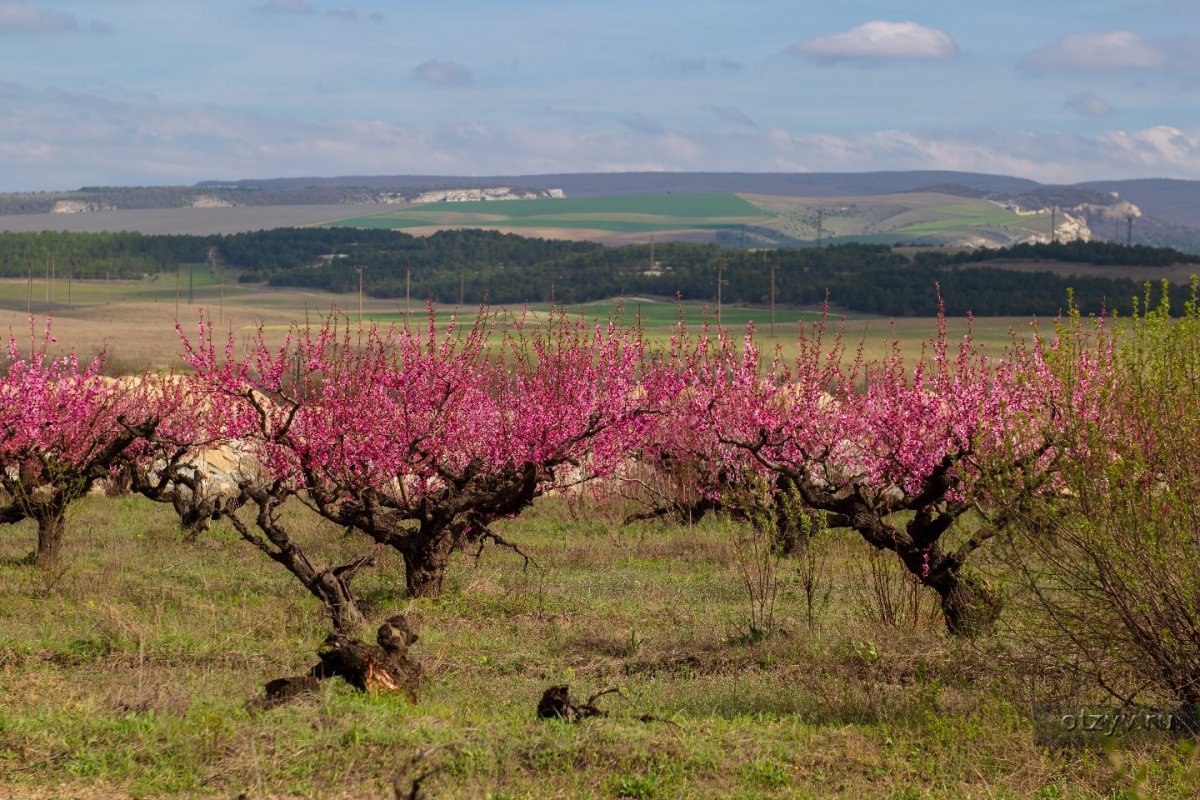 Персиковый сад Севастополь