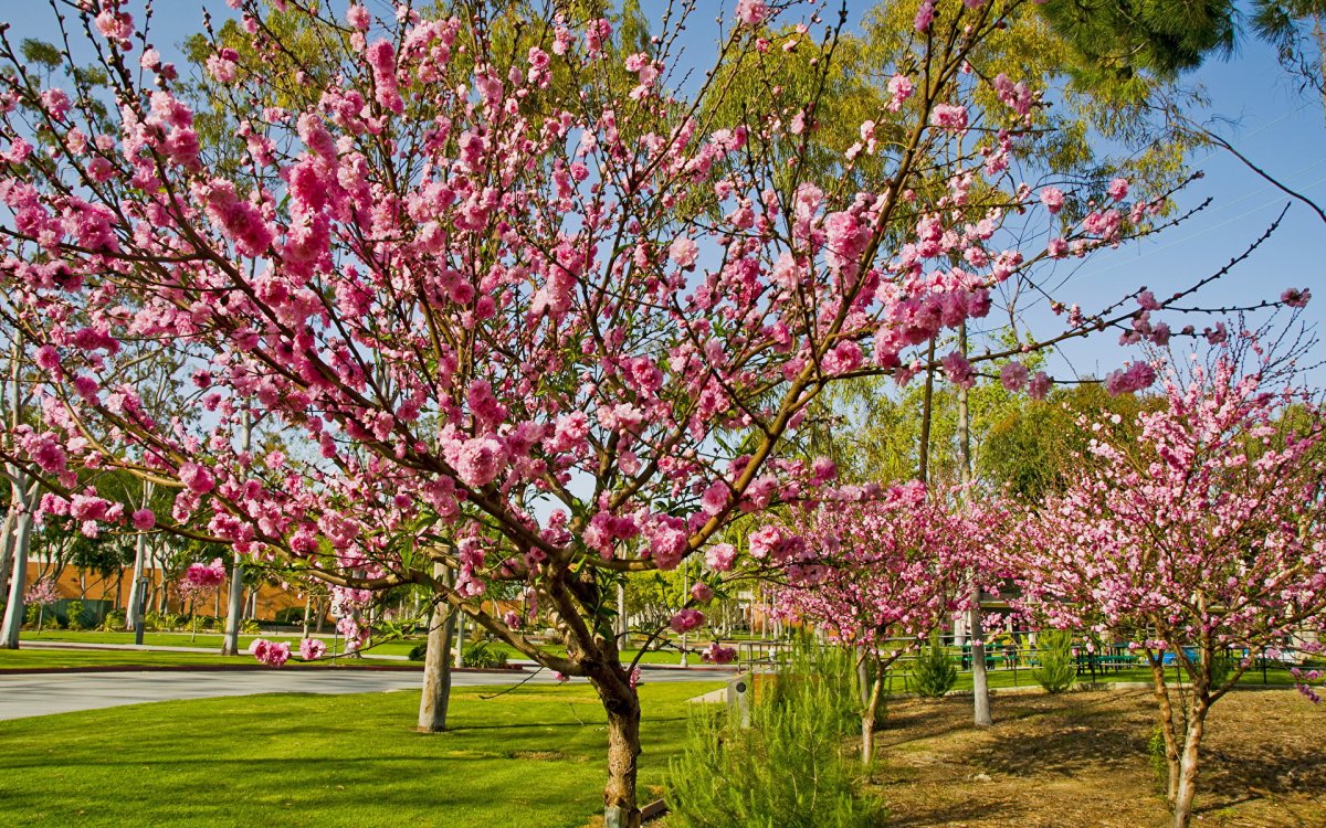 Цветущие фруктовые сады