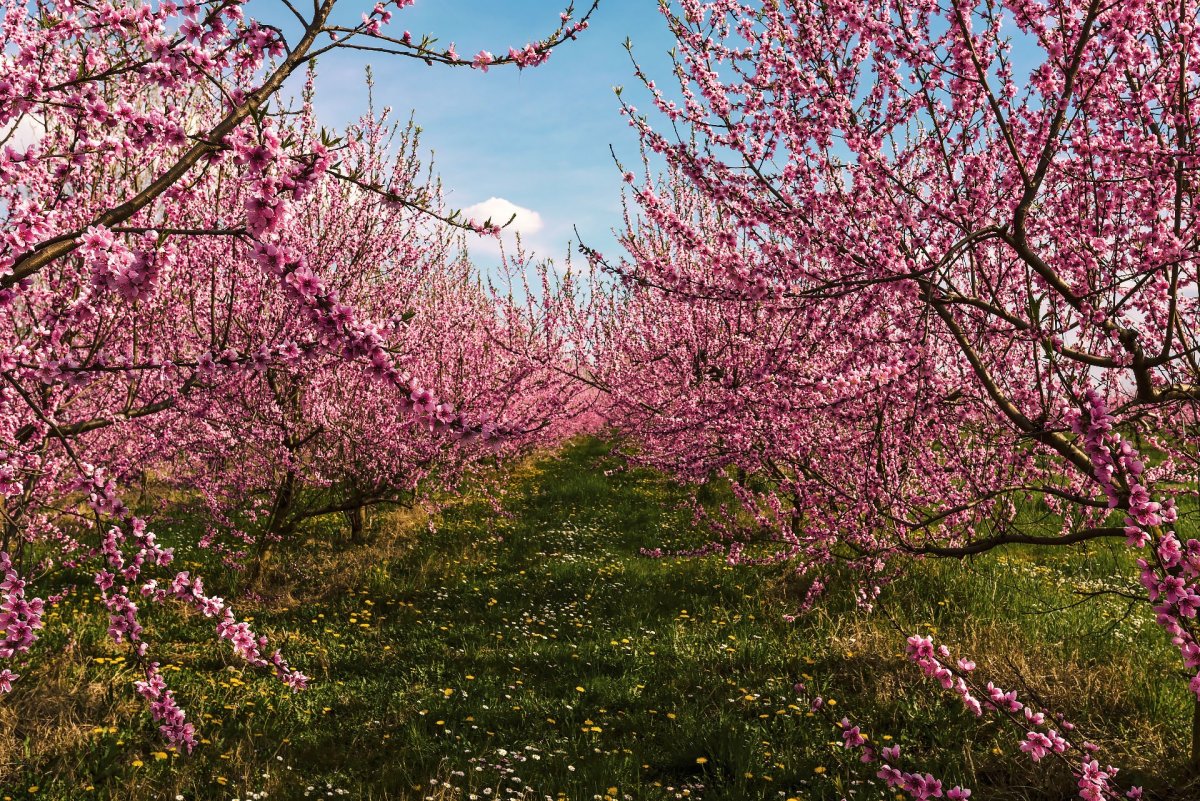 Цветение персикового дерева