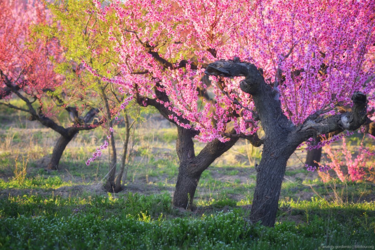 Персиковые деревья в Крыму