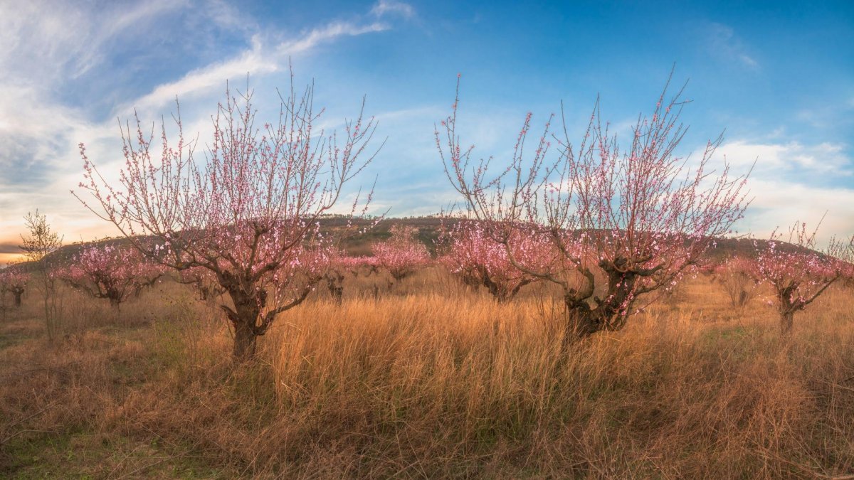Персиковый сад на закате