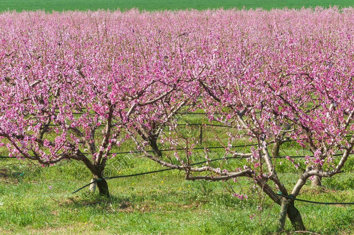 Персик в Краснодаре цветение