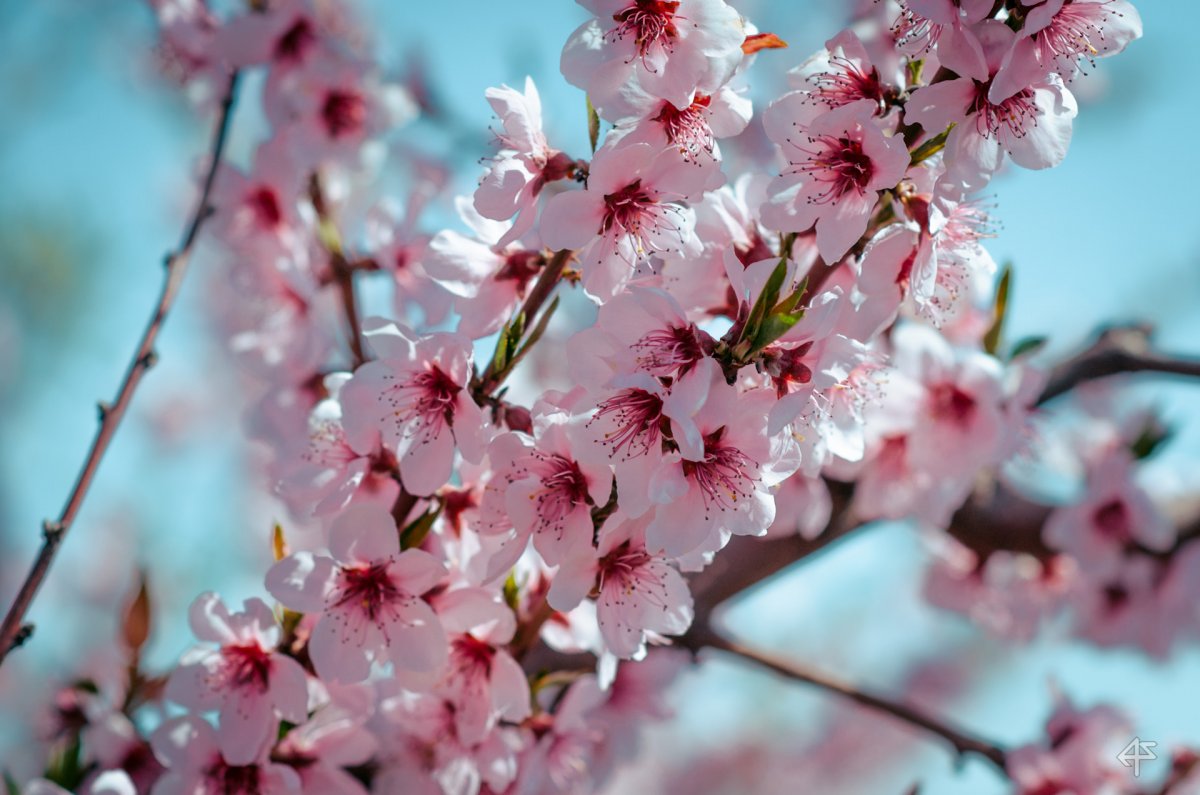 Персиковый сад фон