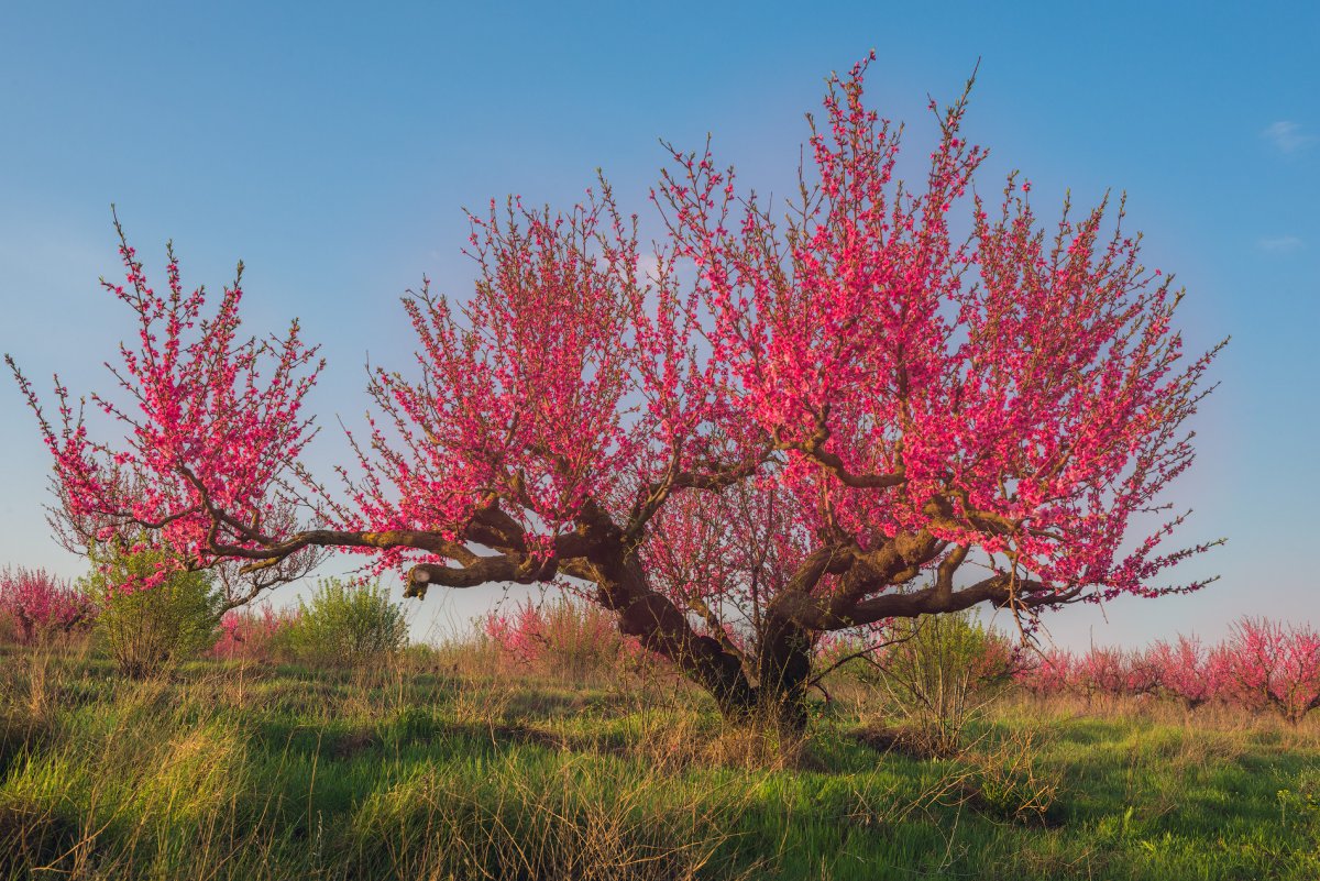 Цветущие персиковые сады в Крыму