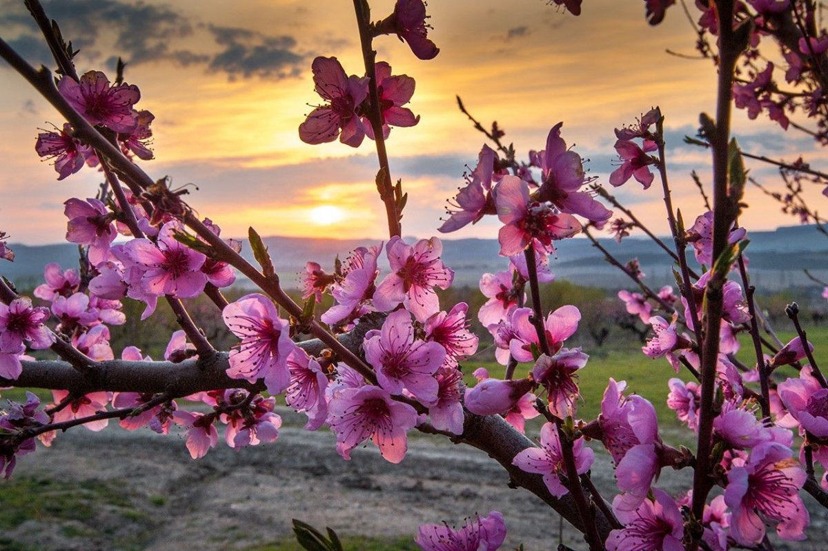 Персиковое дерево цветет Крым