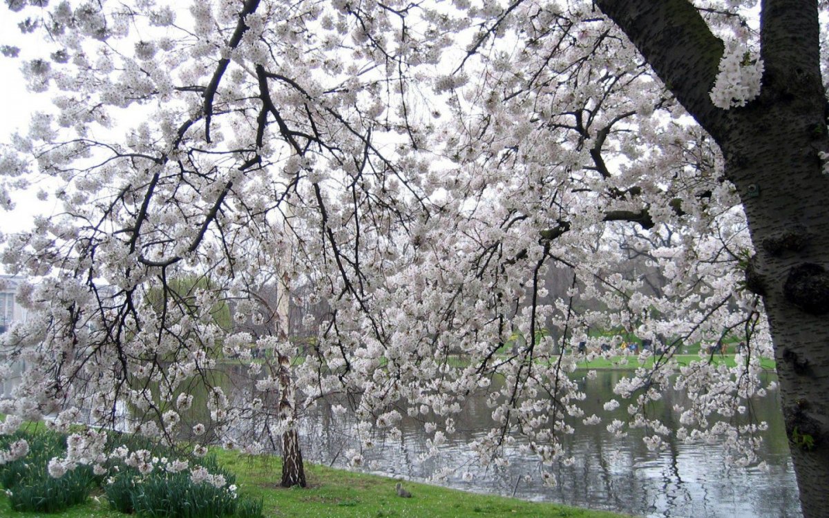 Май цветущие сады