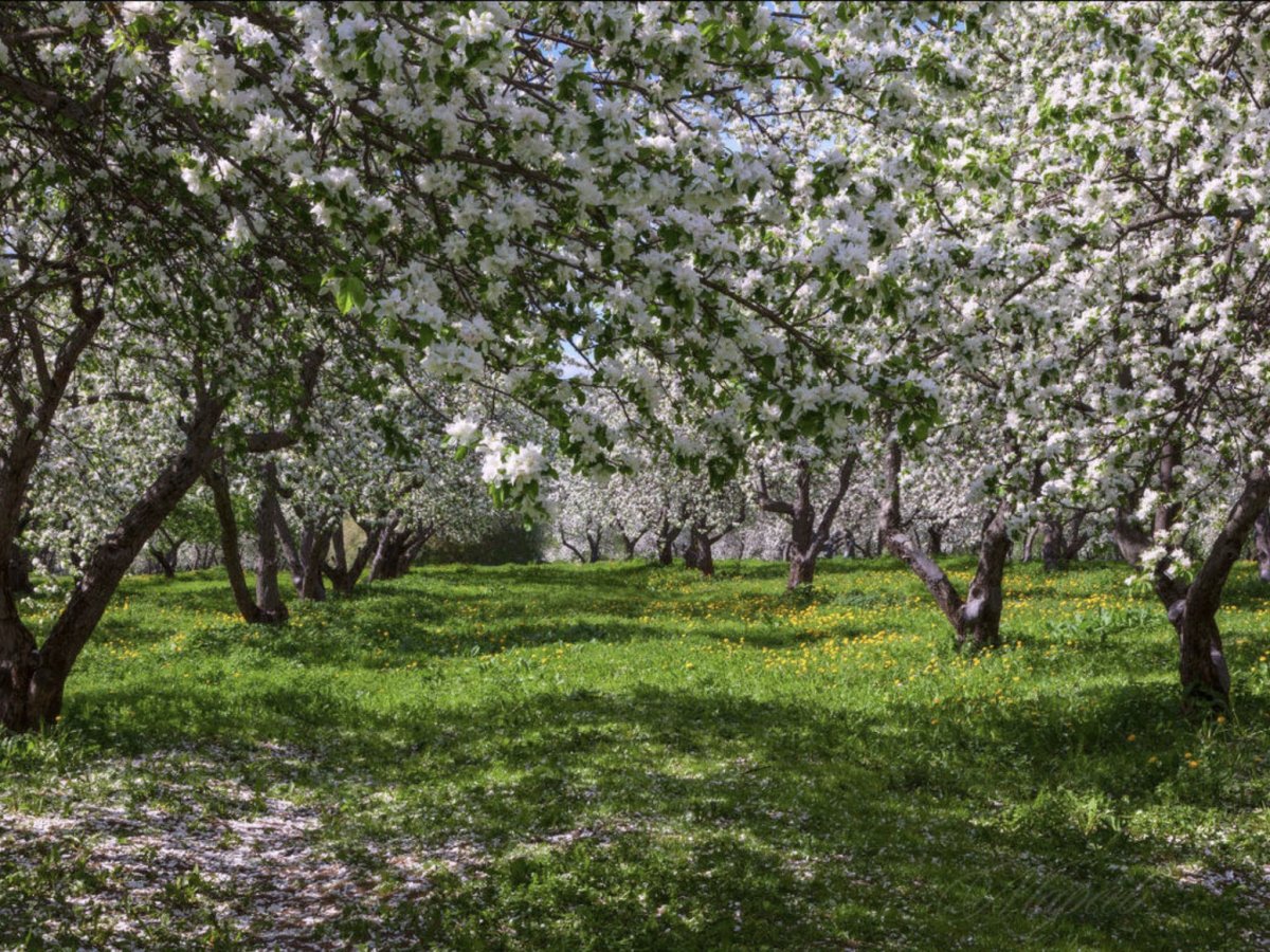"Сад с цветущими абрикосами" 1888г.