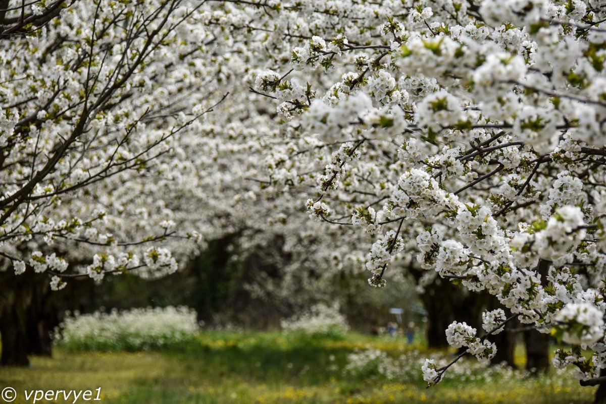 Апрель Цветущая яблоня