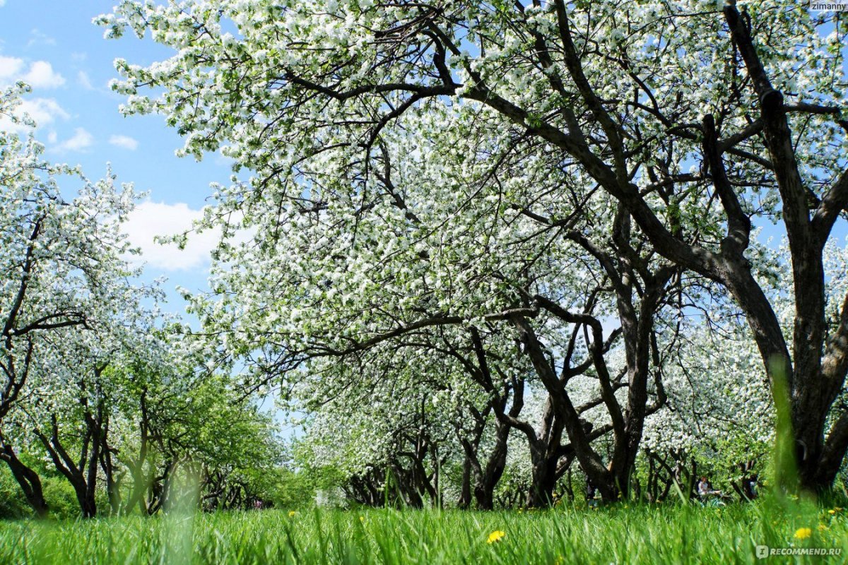 Коломенское сады яблони
