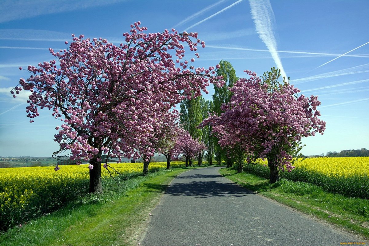 Цветущие деревья