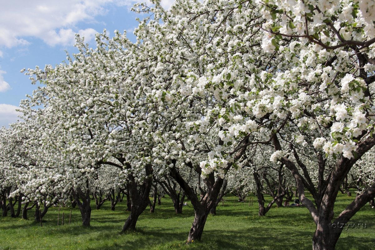 Яблони в Коломенском