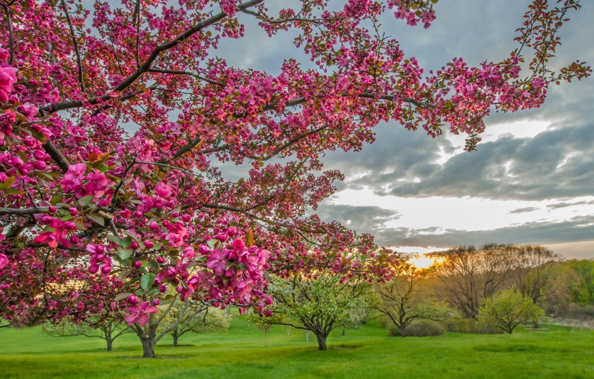Цветущий сад