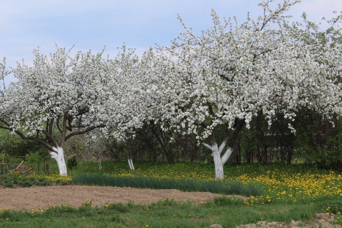 Яблоневый сад Майкоп