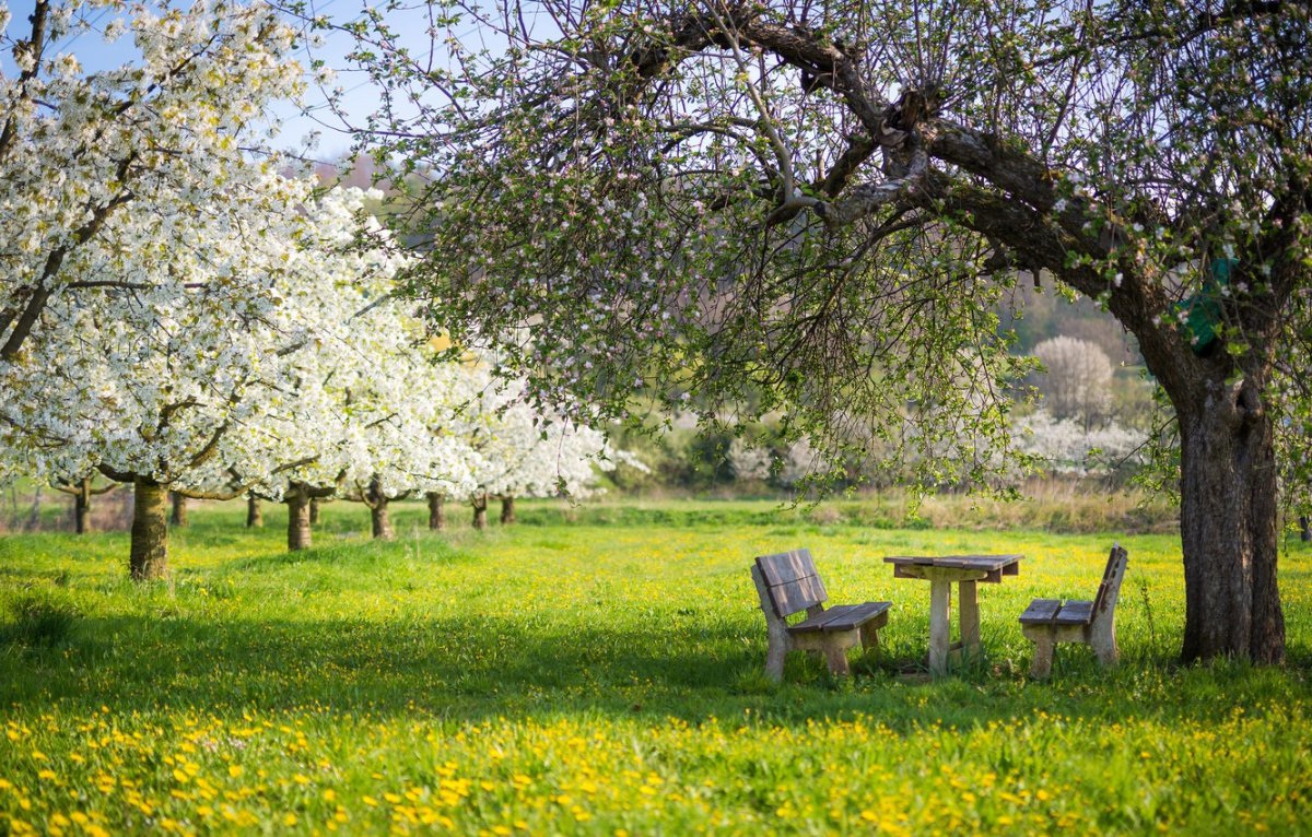 Ясная Поляна цветение яблонь