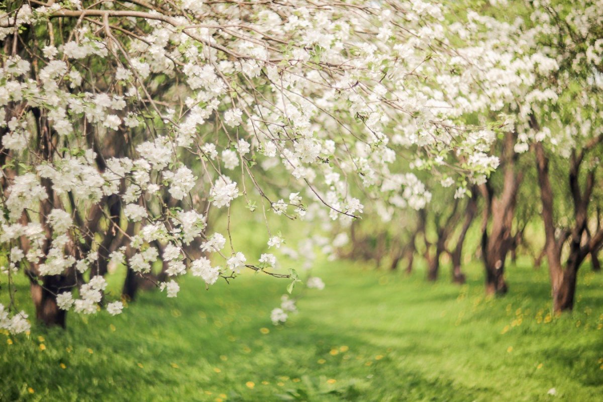 Яблоневый сад цветение
