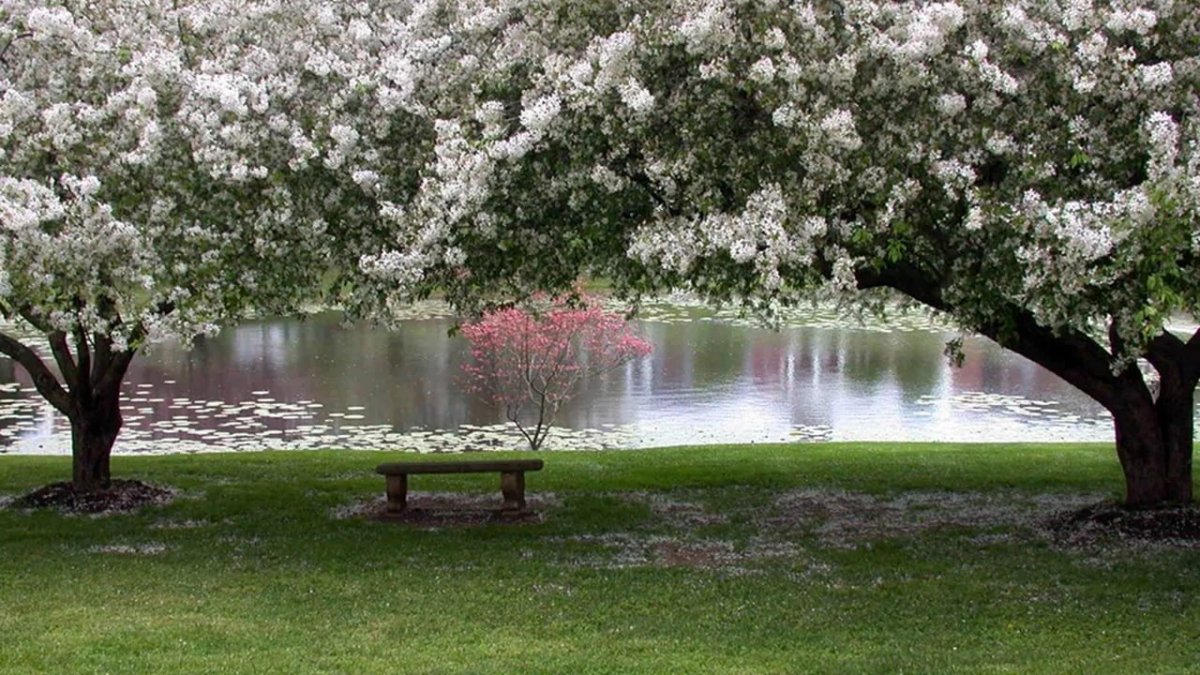 Весна вишневый сад