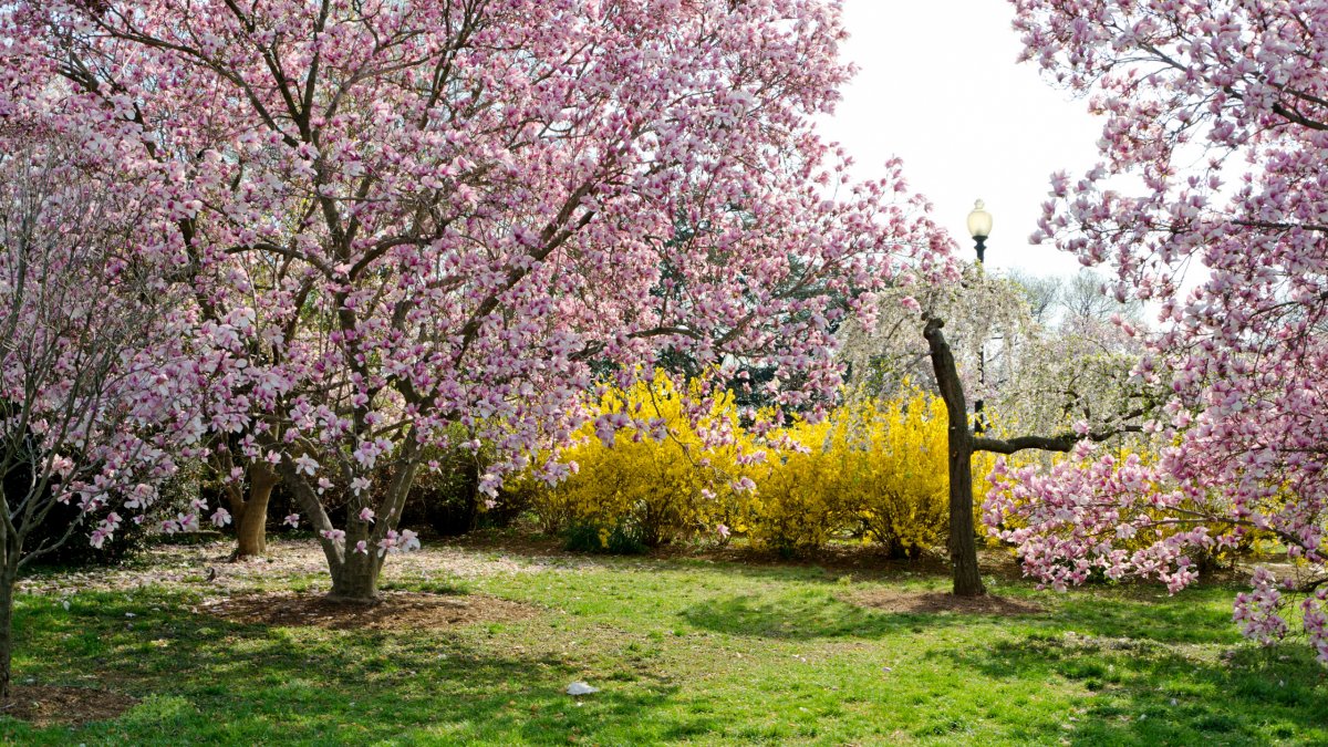 Весеннее цветение деревьев