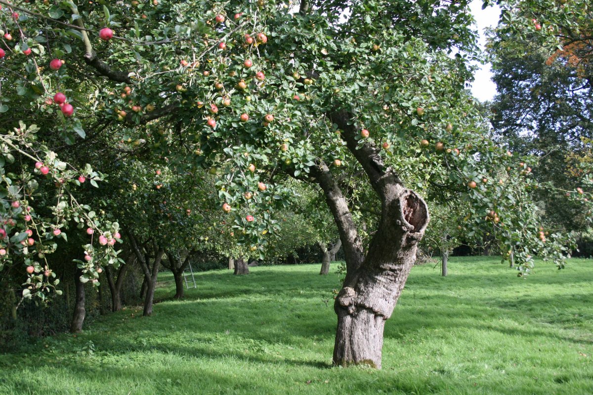 Ясная Поляна яблони