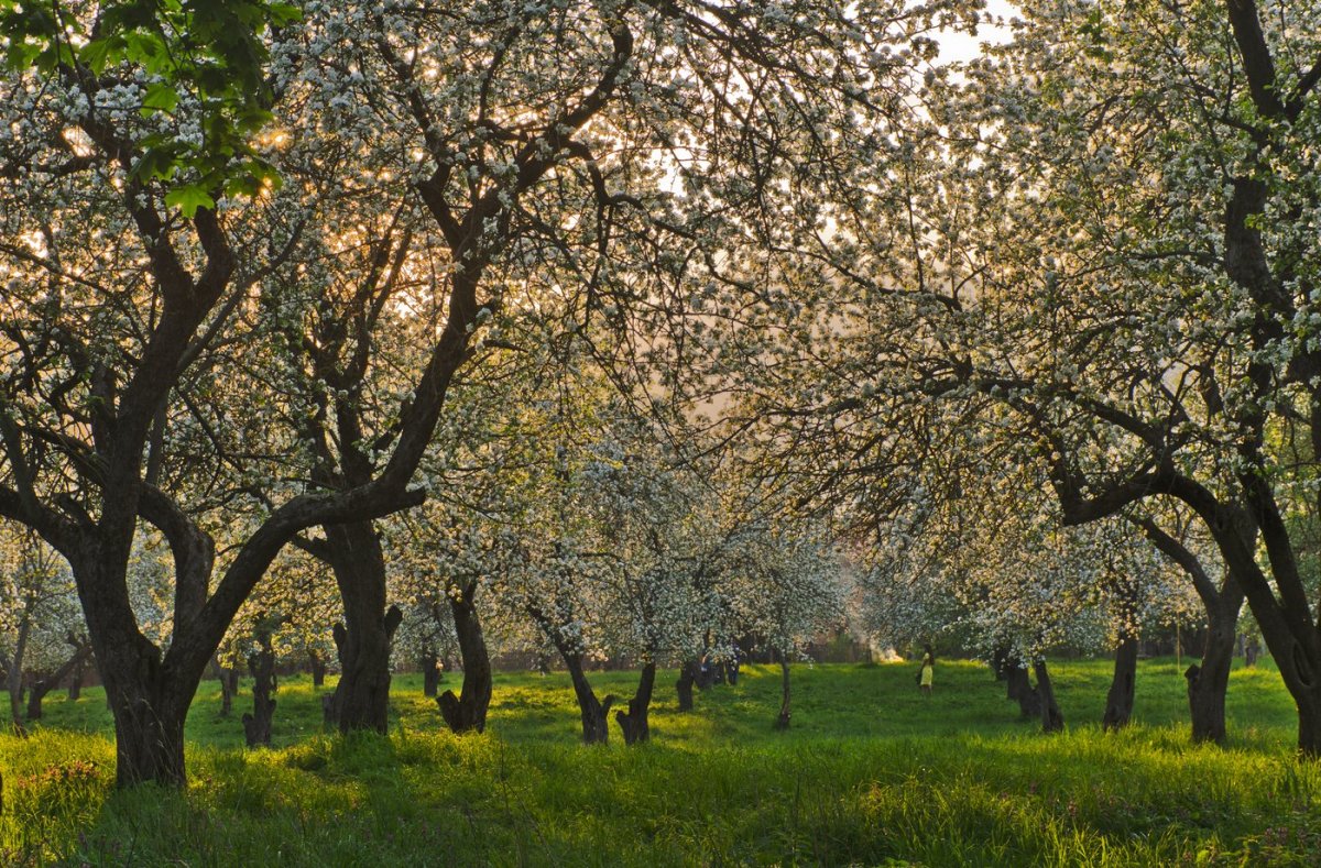 Соловьи монастырского сада Северянин