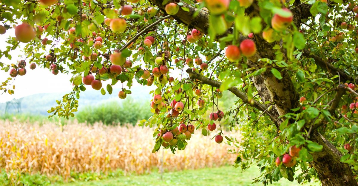 Плодово-ягодные Розоцветные. Яблоня