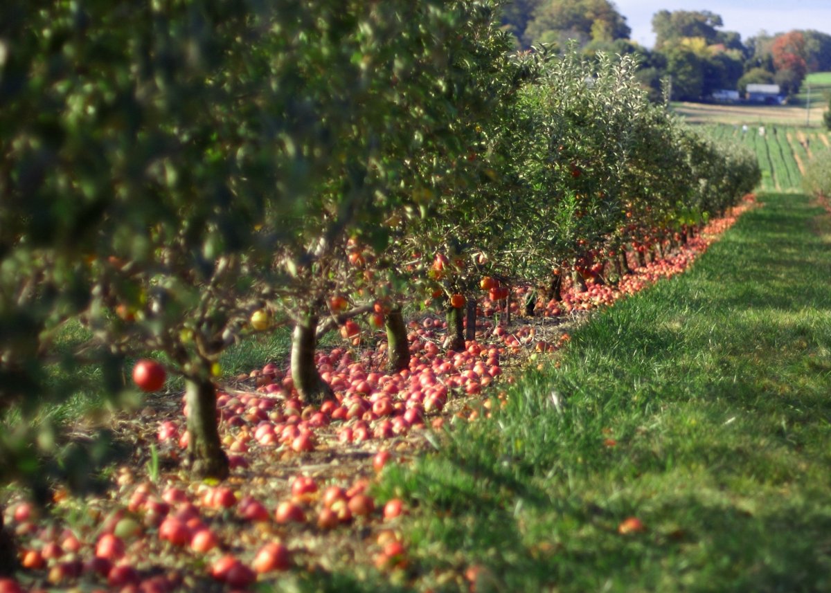 Яблоневые плантации